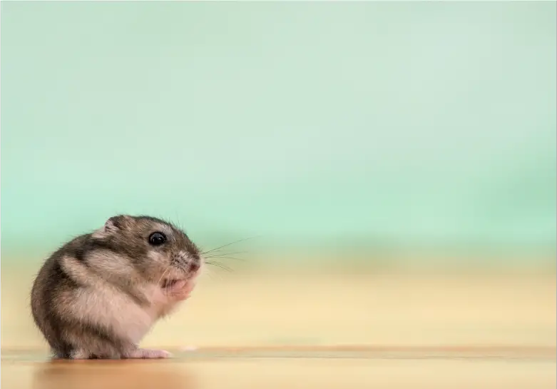 Can hamsters eat honey?