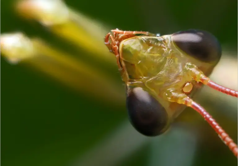 Are Praying Mantis Poisonous? | petusiast