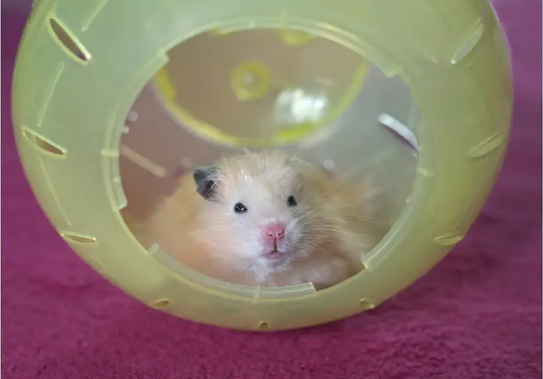 How Many Miles Does A Hamster Run At Night