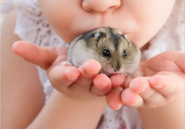 What do Baby Hamsters Eat