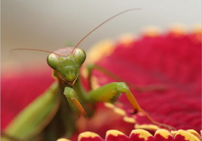 do praying mantis eat ants