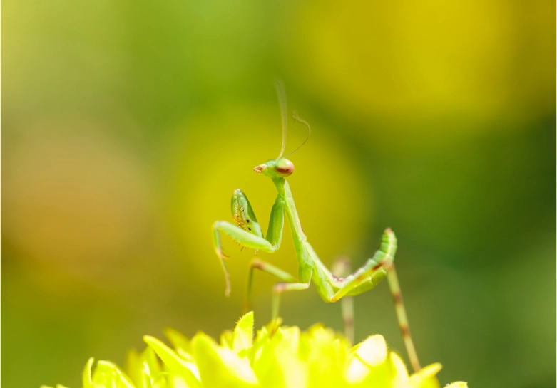 baby green praying mantis