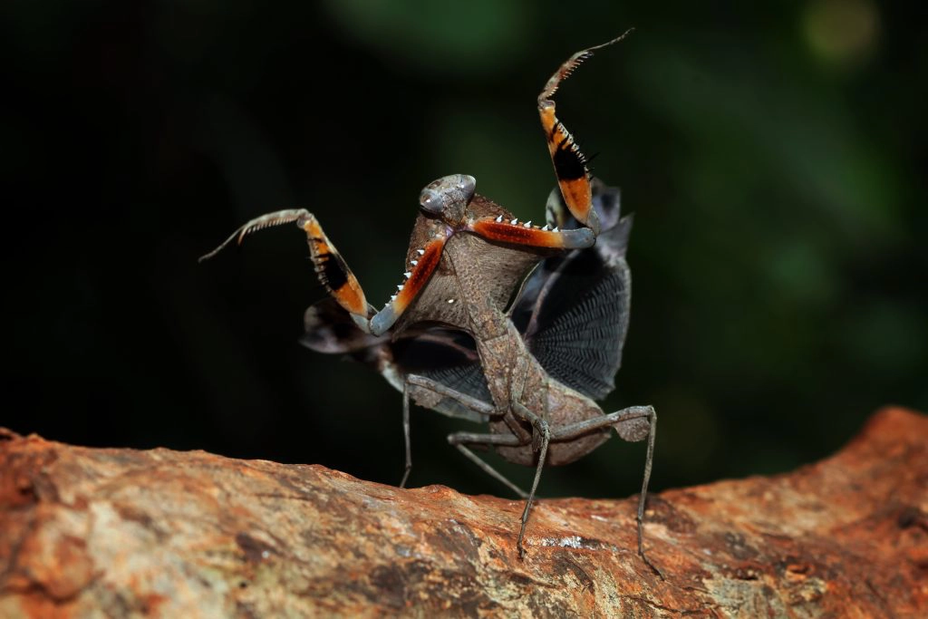 Do Praying Mantis Eat Stink Bugs