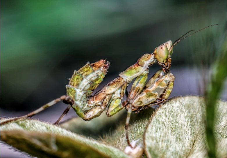 Do praying mantis eat spiders?