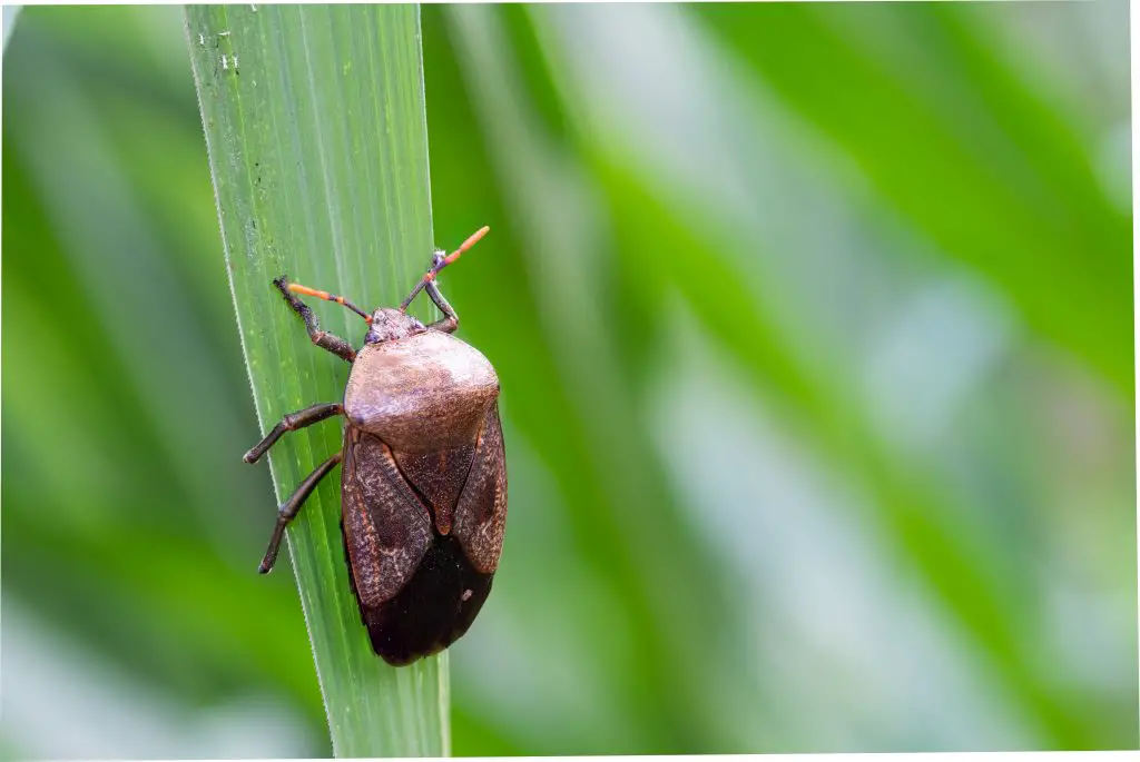 Praying Mantis Deal with Pests Like the Stink Bug