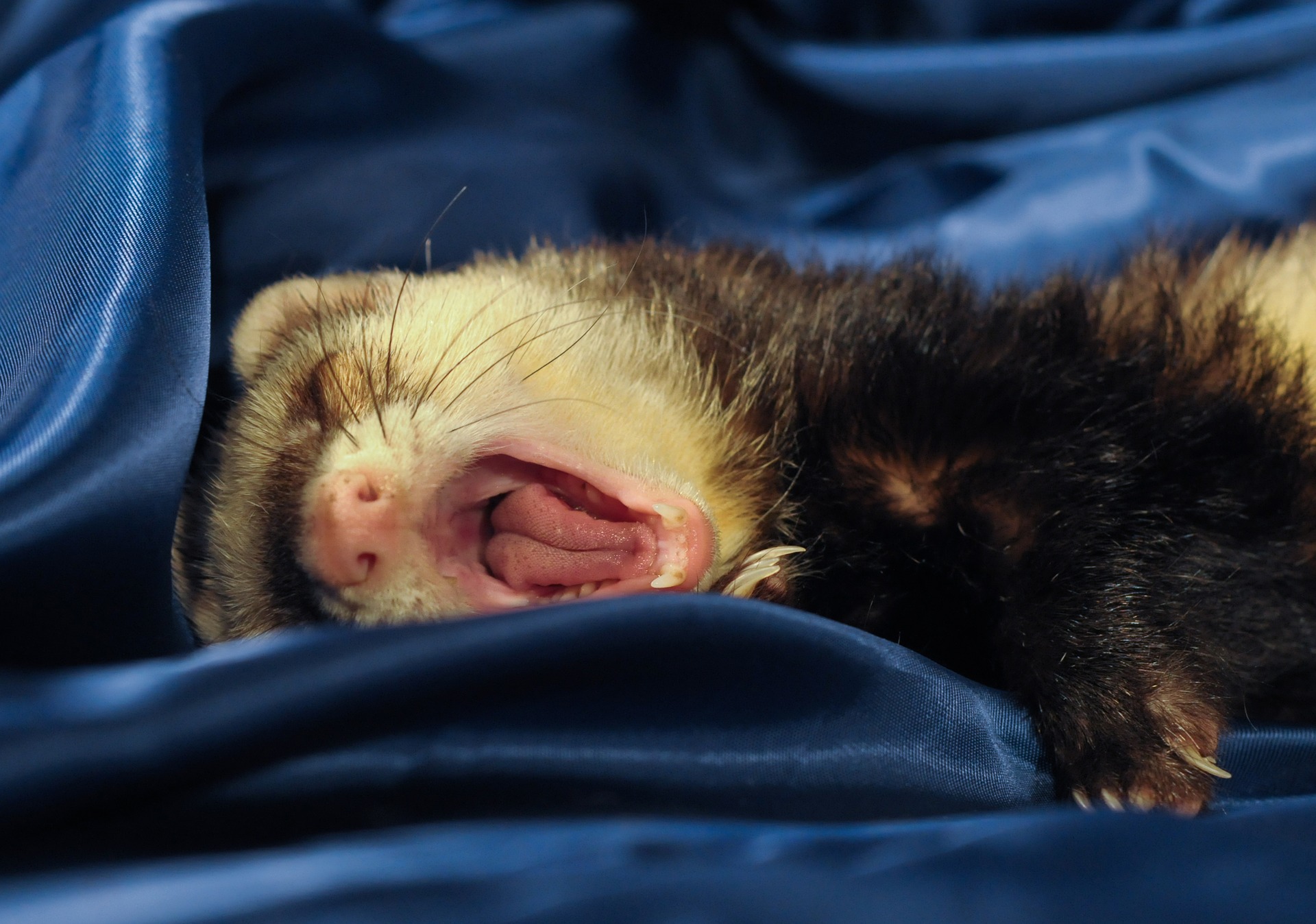 Can Ferrets And Rats Get Along? What To Avoid When Ferrets And Rats 