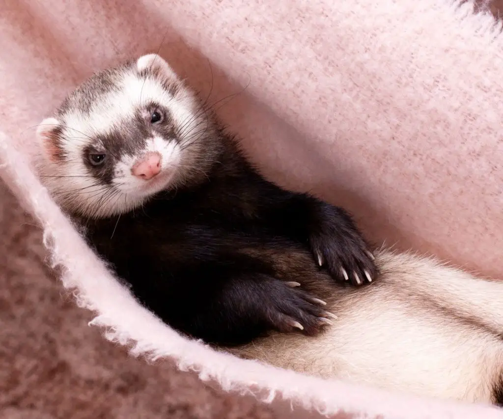 What are Typical Marshall Ferret Health Problems?