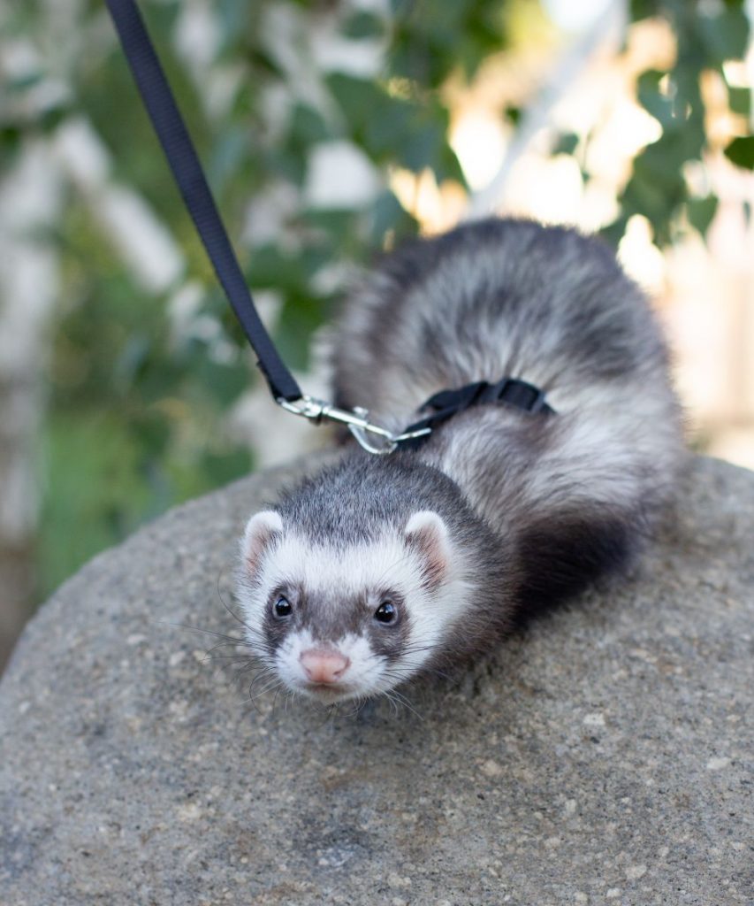 Should ferrets wear collars?