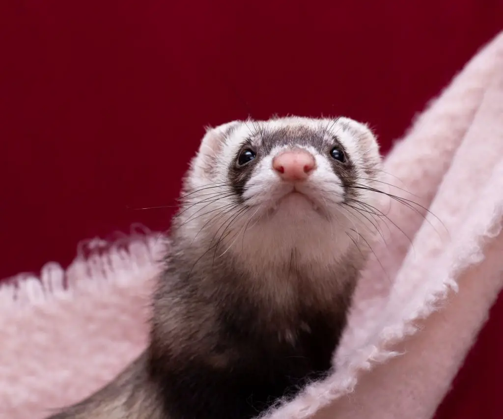 How can You Ensure a Marshall Ferret's Longevity?