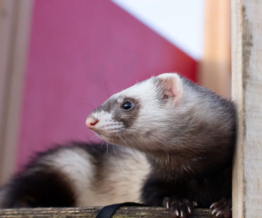 Will ferrets get used to wearing