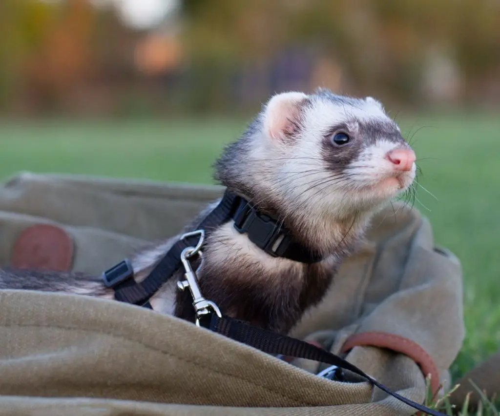 Is it Safe for Your Ferrets to Wear Collars?