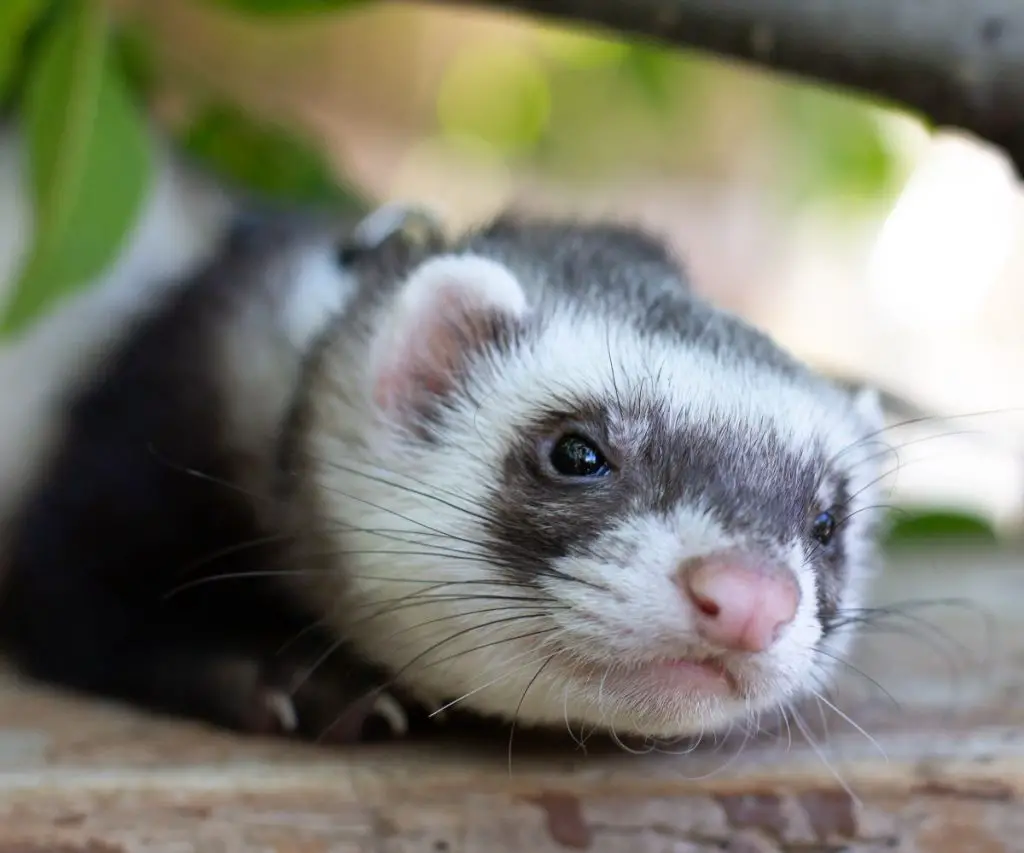 What kind of collar is best for a ferret?