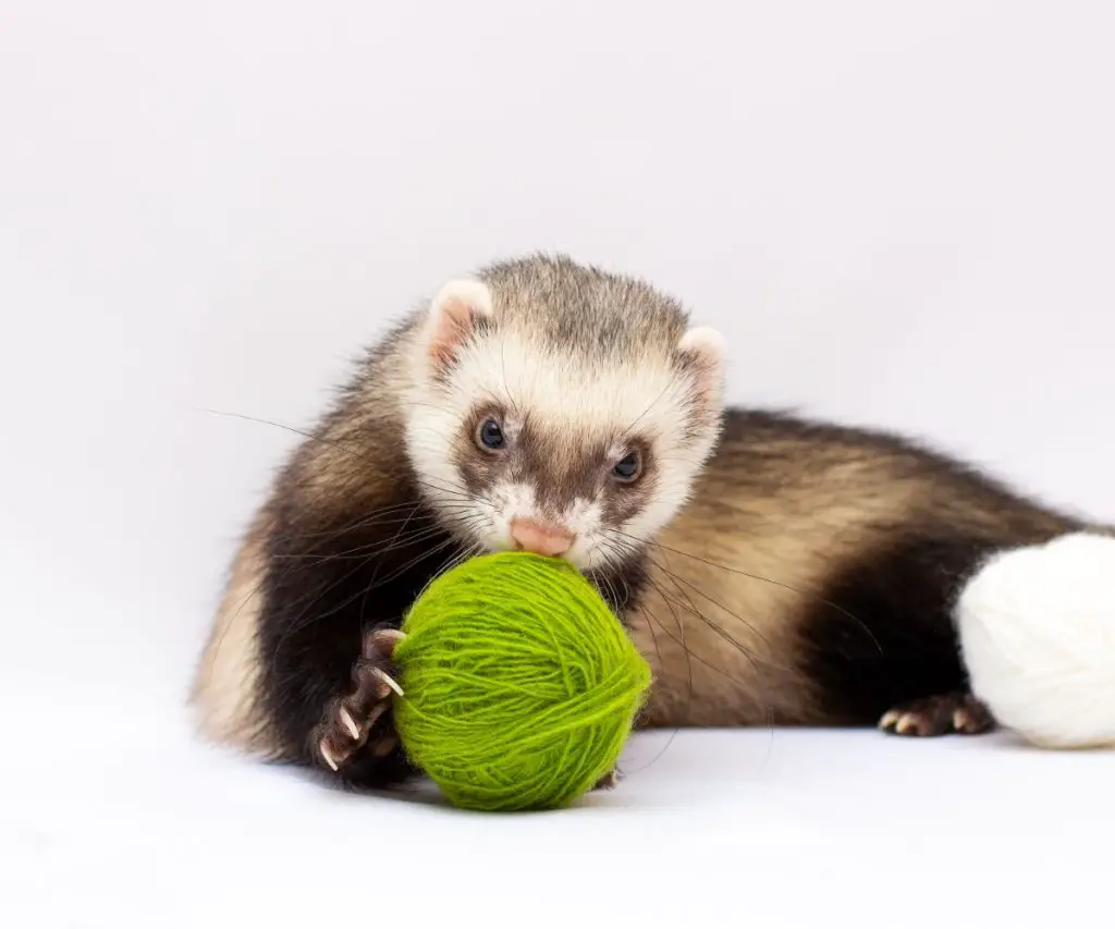 Increase Stimmulus to fight depression in ferrets