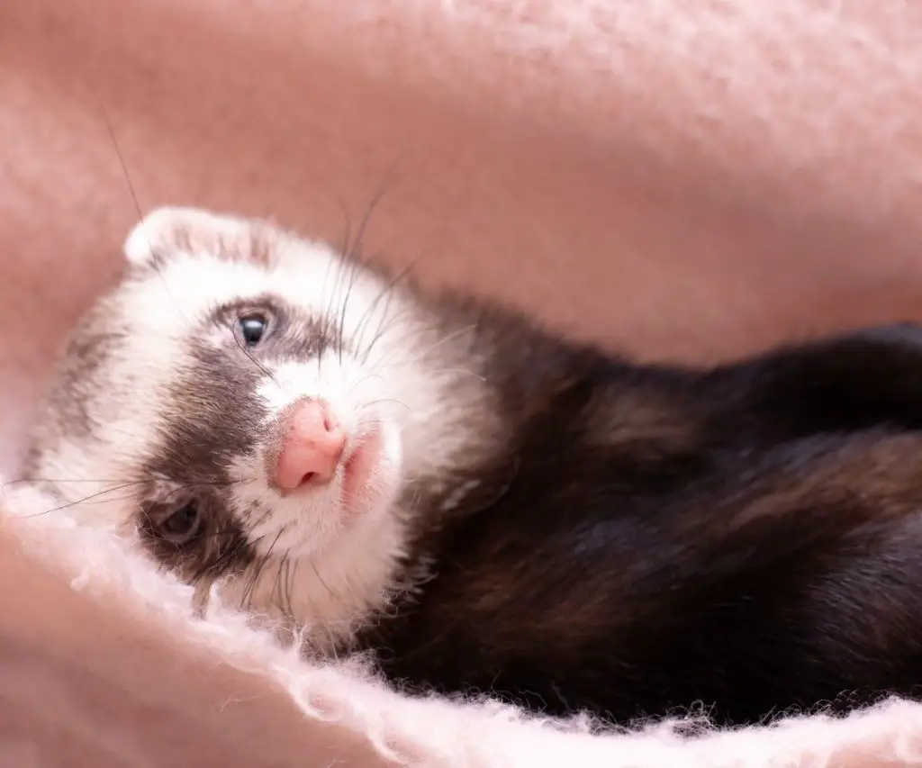 Ferret Depression Symptoms