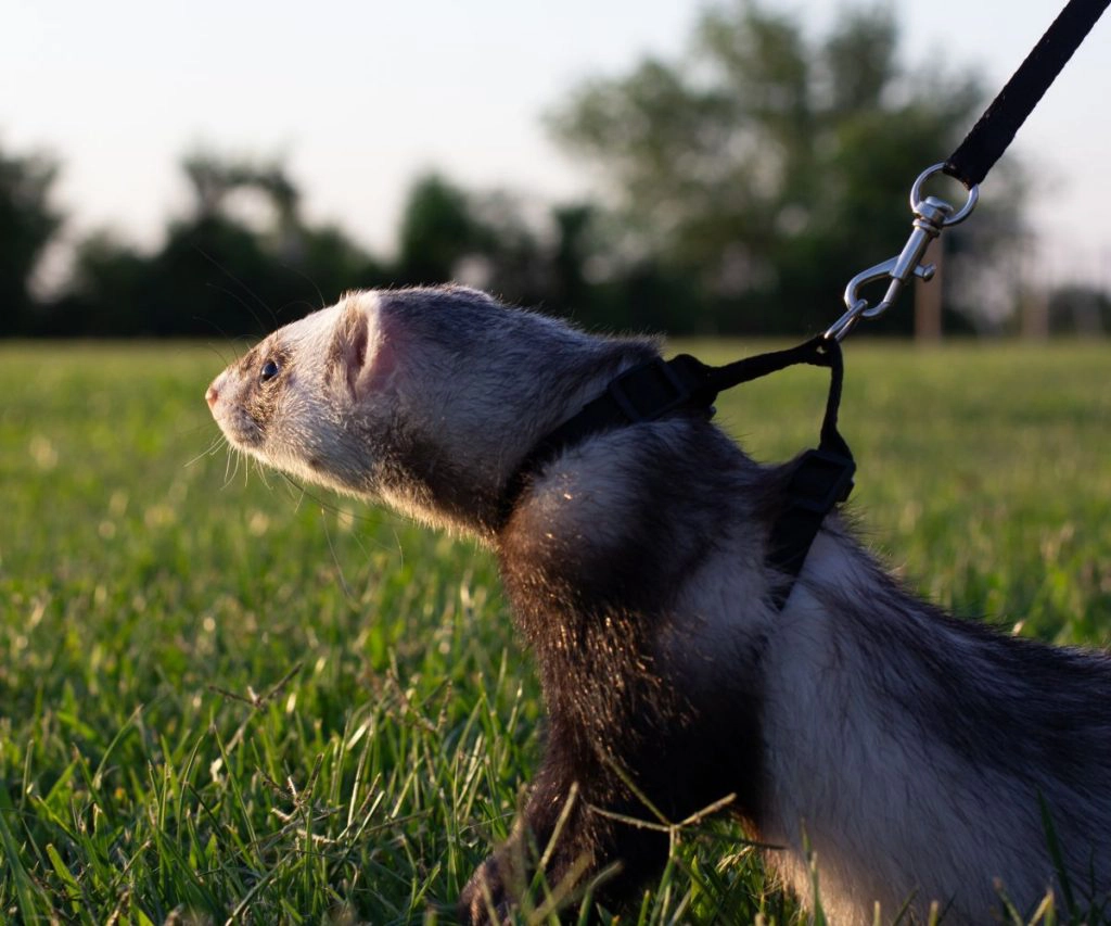 Can ferrets wear collars?
