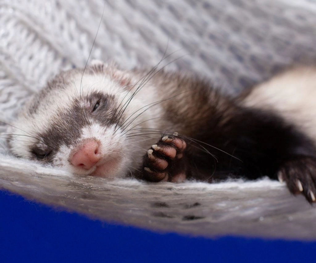 How to Know If My Ferret Is Depressed