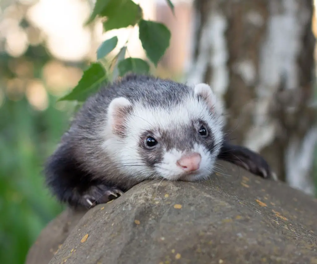 Can Ferrets Die of loneliness?