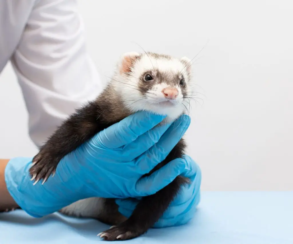 annual trips to the vet are important for marshall ferrets