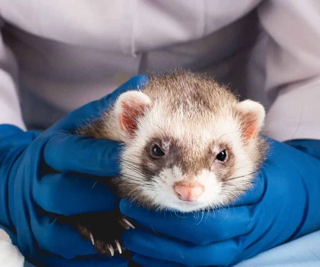 Vet to check ferret depression signs