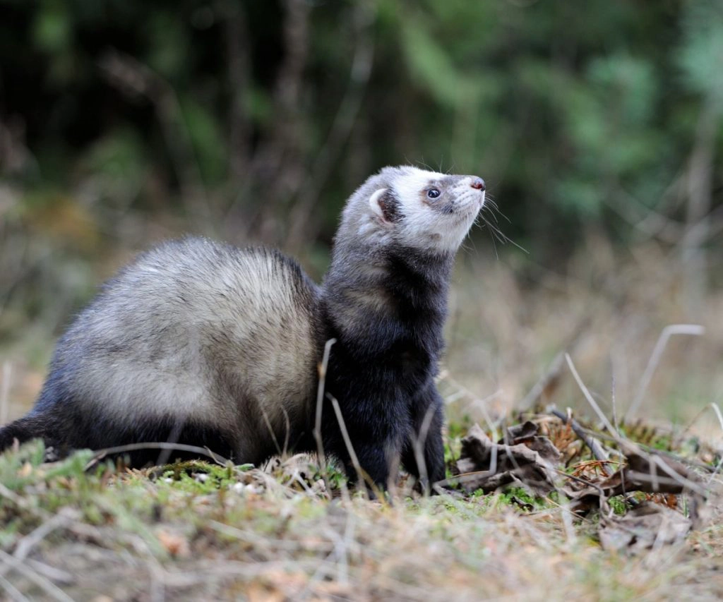 How Long do Marshall Ferrets Live?