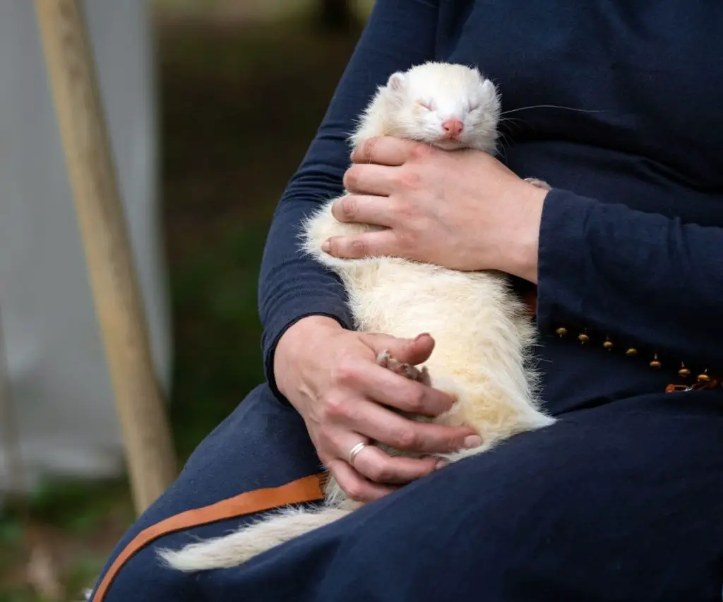 How to Help a Depressed Ferret