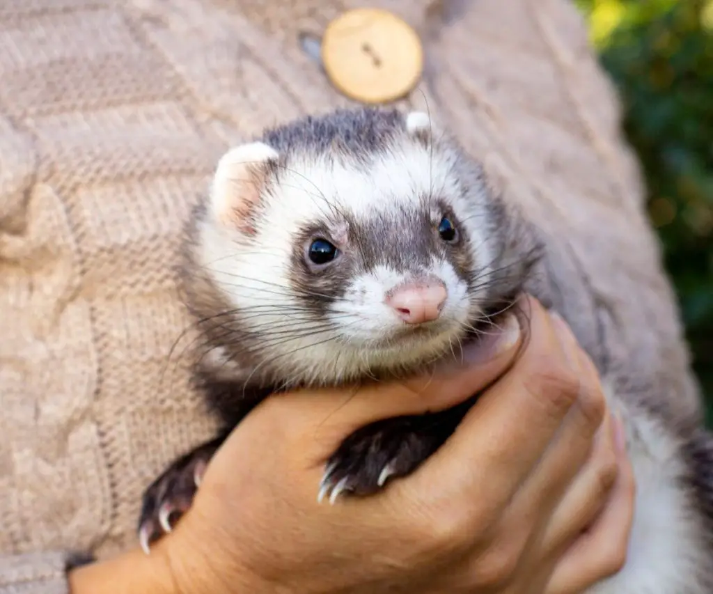 The Best Ferret Kibbles With Sodium