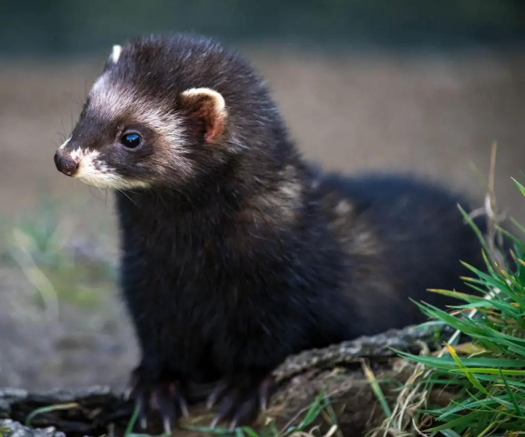 Do Ferrets Need Pee Pads?