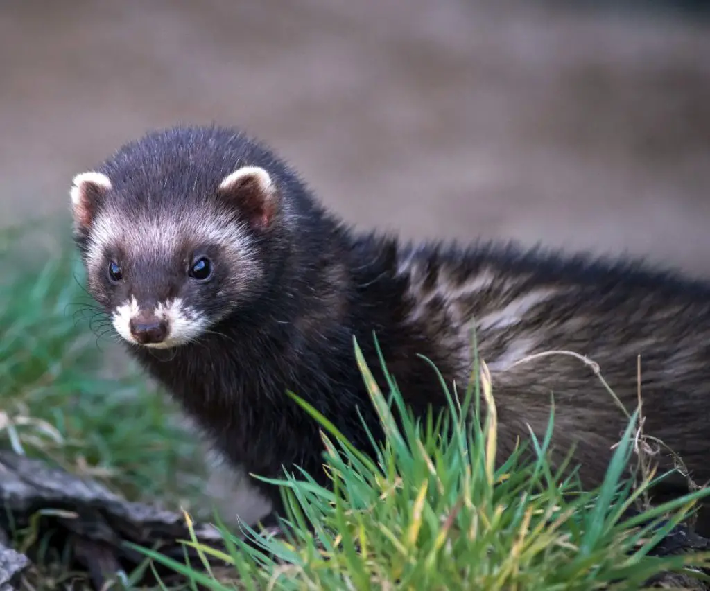 How Do You Train a Ferret to Use a Pee Pad?