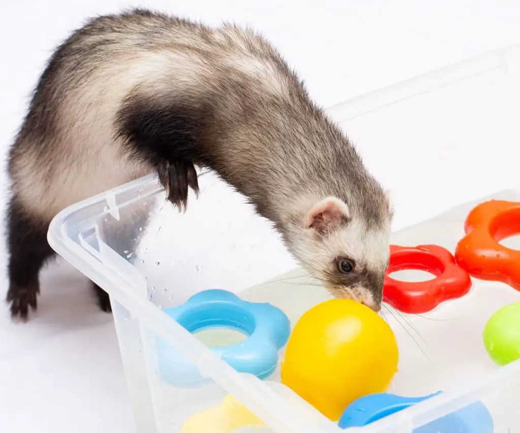 Is Baby Shampoo Safe for Ferrets?