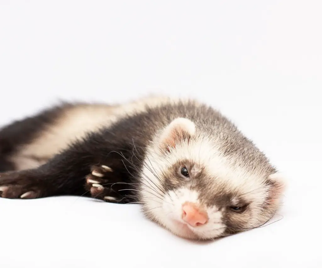 Are Ferrets Better Alone or in Pairs?