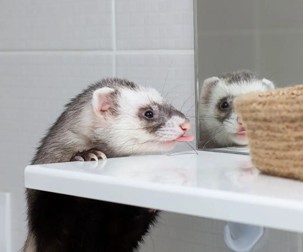 Why Do Apartments Not Allow Ferrets?