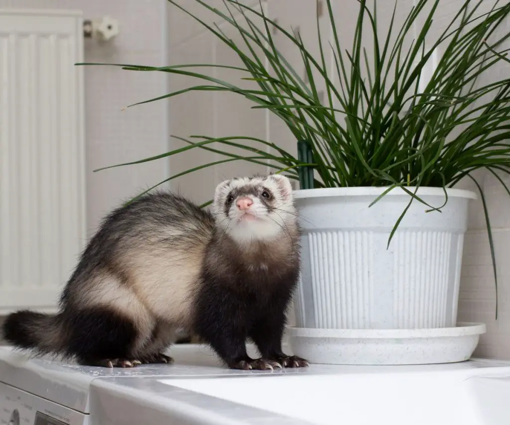 Is an Apartment a Good Place for a Ferret?