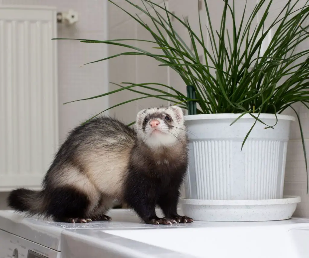 Are Ferret Hiccups Dangerous?