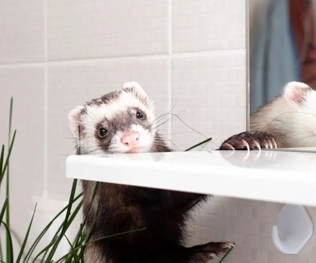 Do I Need to Keep My Ferret in a Cage?