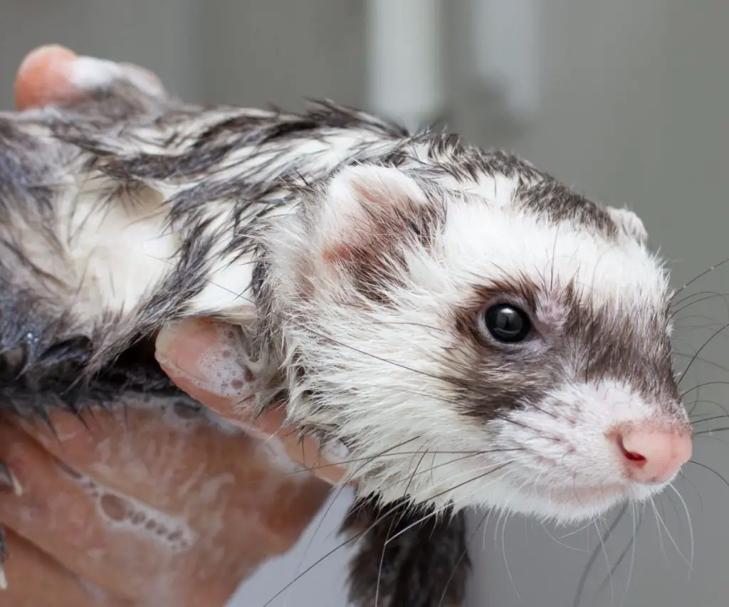 Other Types of Shampoos for Ferrets