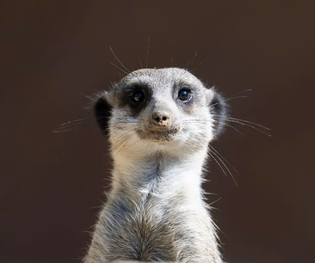 The Distinguishing Features of a Meerkat