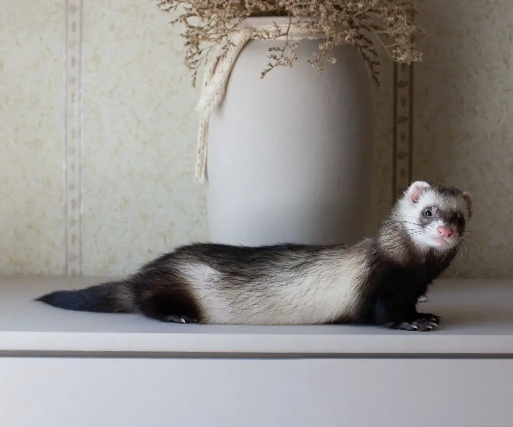 Is It Normal For Ferrets to Hiccup?