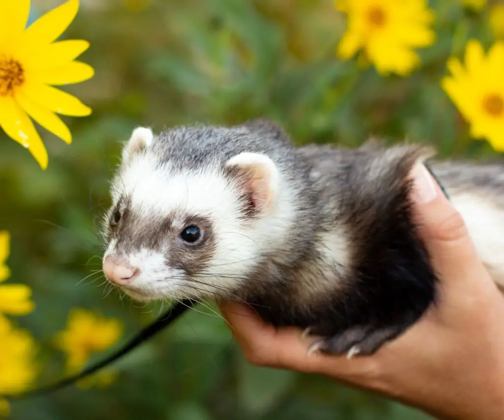 How Smart Is a Ferret?