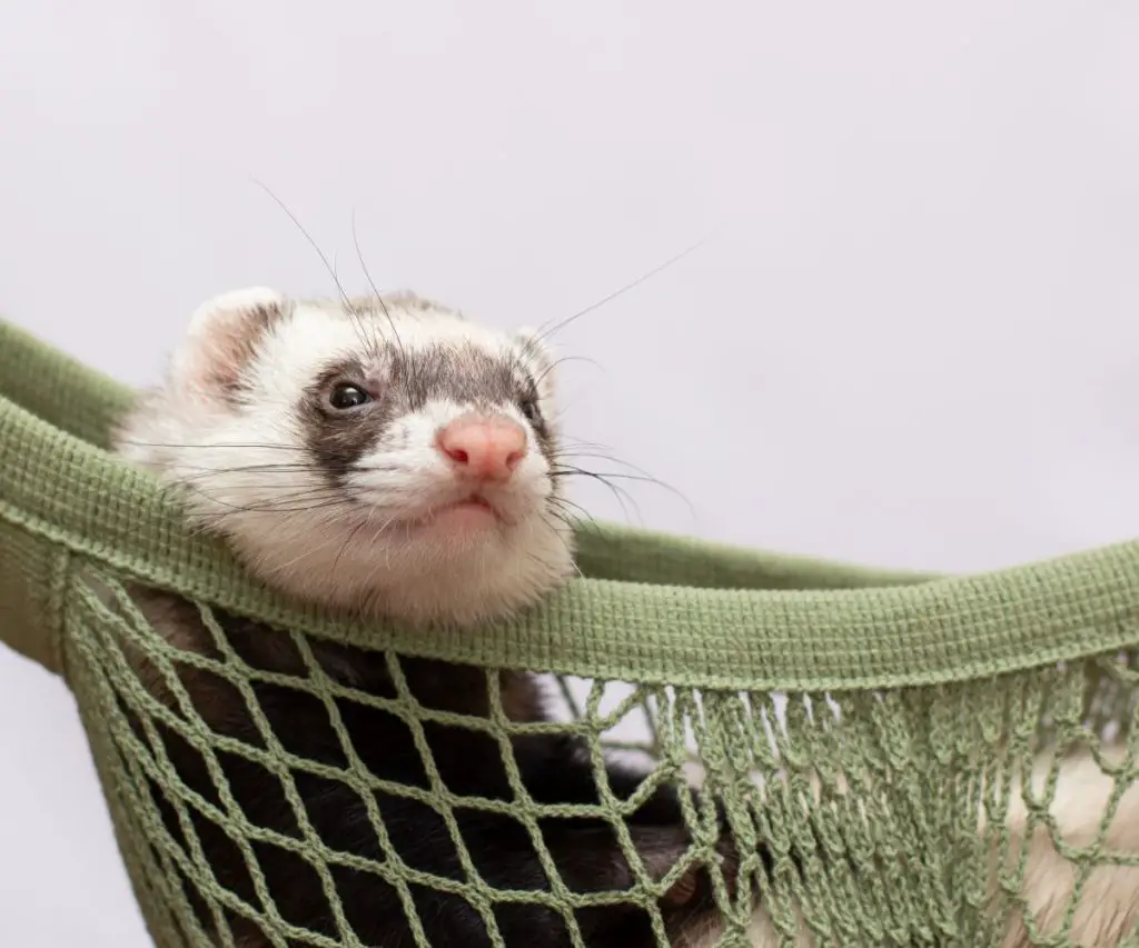 What Do I Do If My Ferret Has Hiccups?