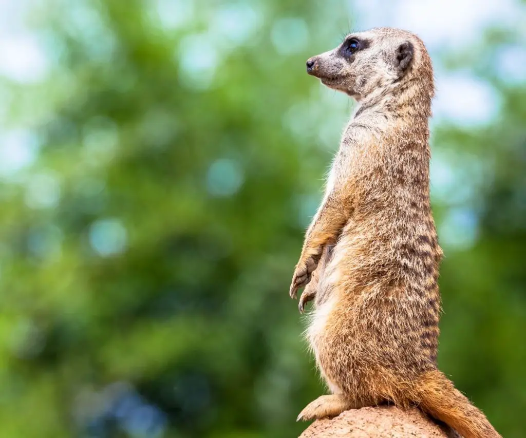 What Is the Difference Between a Meerkat and a Ferret?