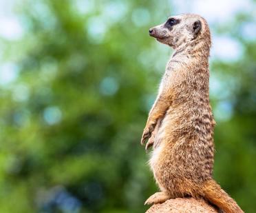 Are Ferrets Related to Meerkats? Learn the surprising Truth! | petusiast