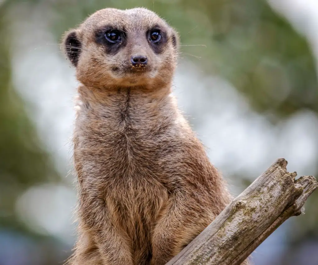 What Is the Closest Animal to a Meerkat?