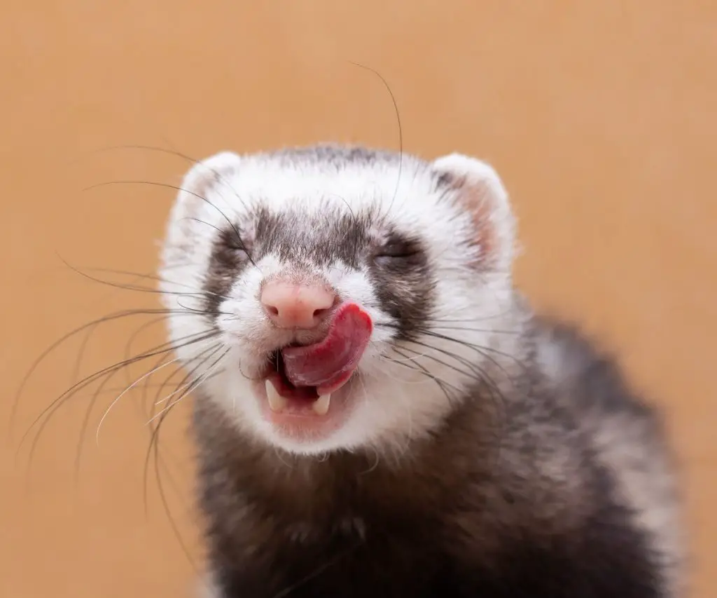 What Is the Closest Animal to a Ferret?