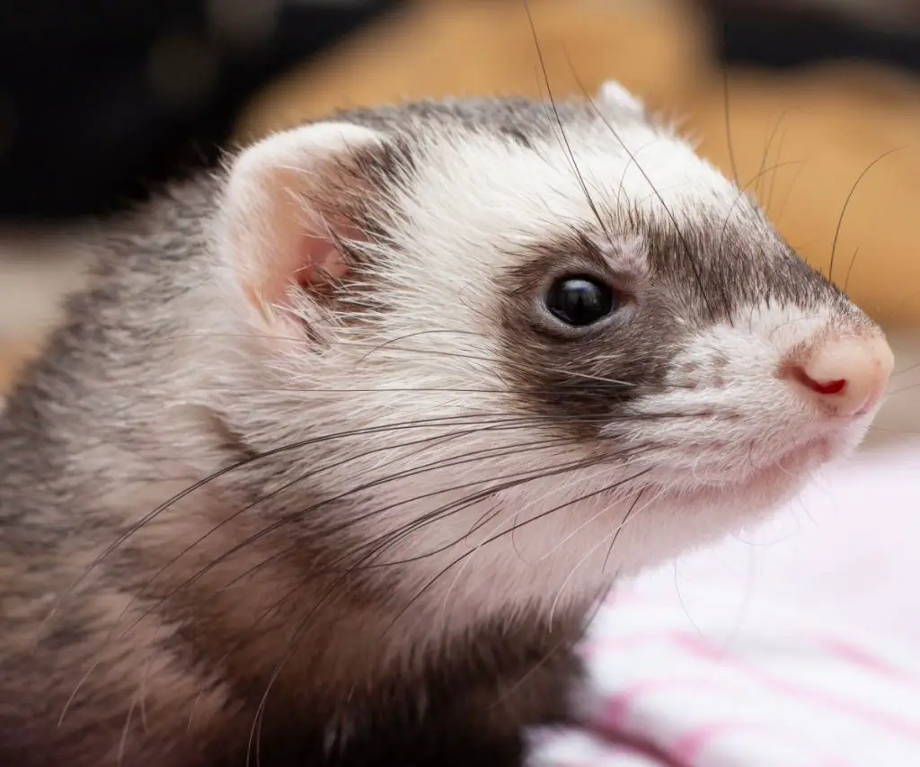 Do Ferrets Like to be in Pairs? 