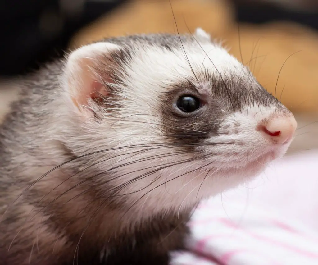 What Causes Ferrets to Hiccup?