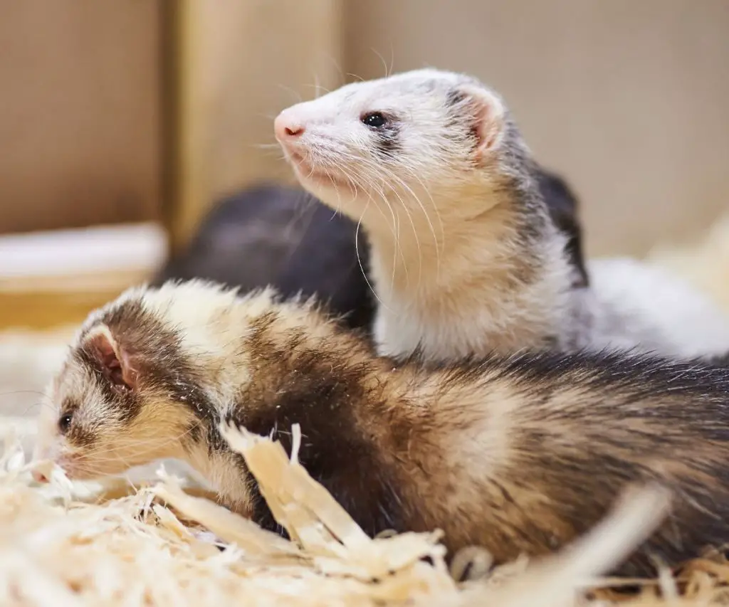 Are Ferrets Better Alone or in Pairs