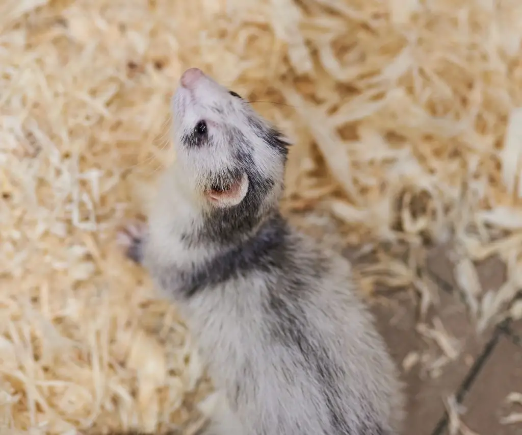 Ferret Ate Puppy Pad