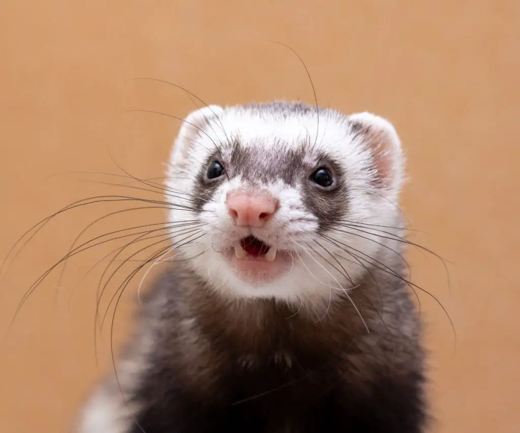 Are Ferrets Related to Meerkats?