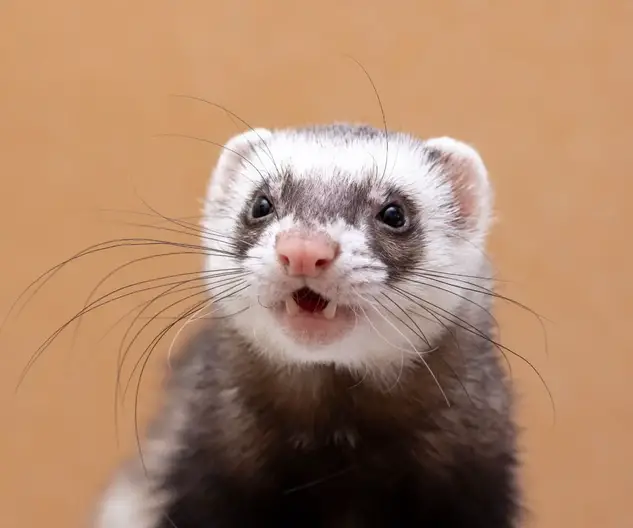 Are Ferrets Related to Meerkats? Learn the surprising Truth! | petusiast