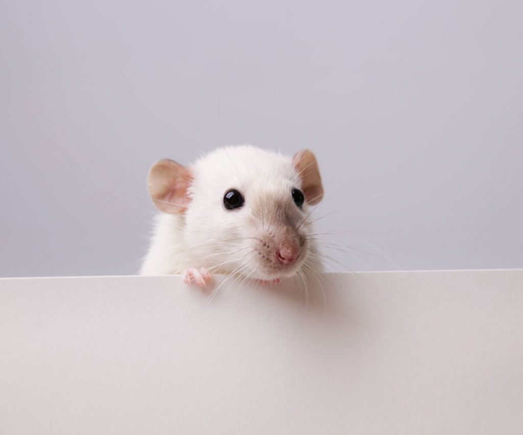 How Smart Is a Rat?
